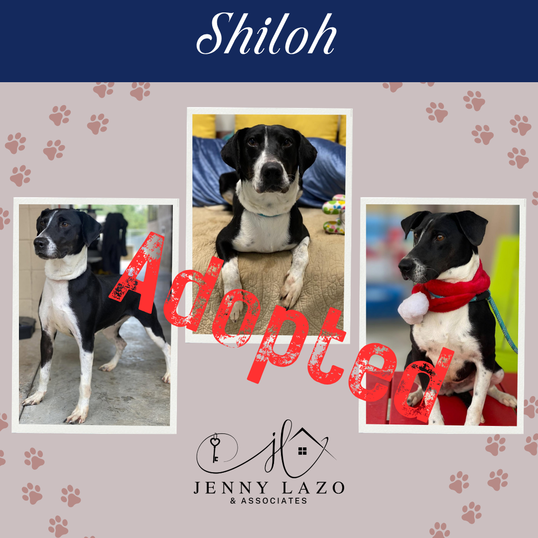 Shiloh sponsored for adoption by Jenny Lazo & Associates