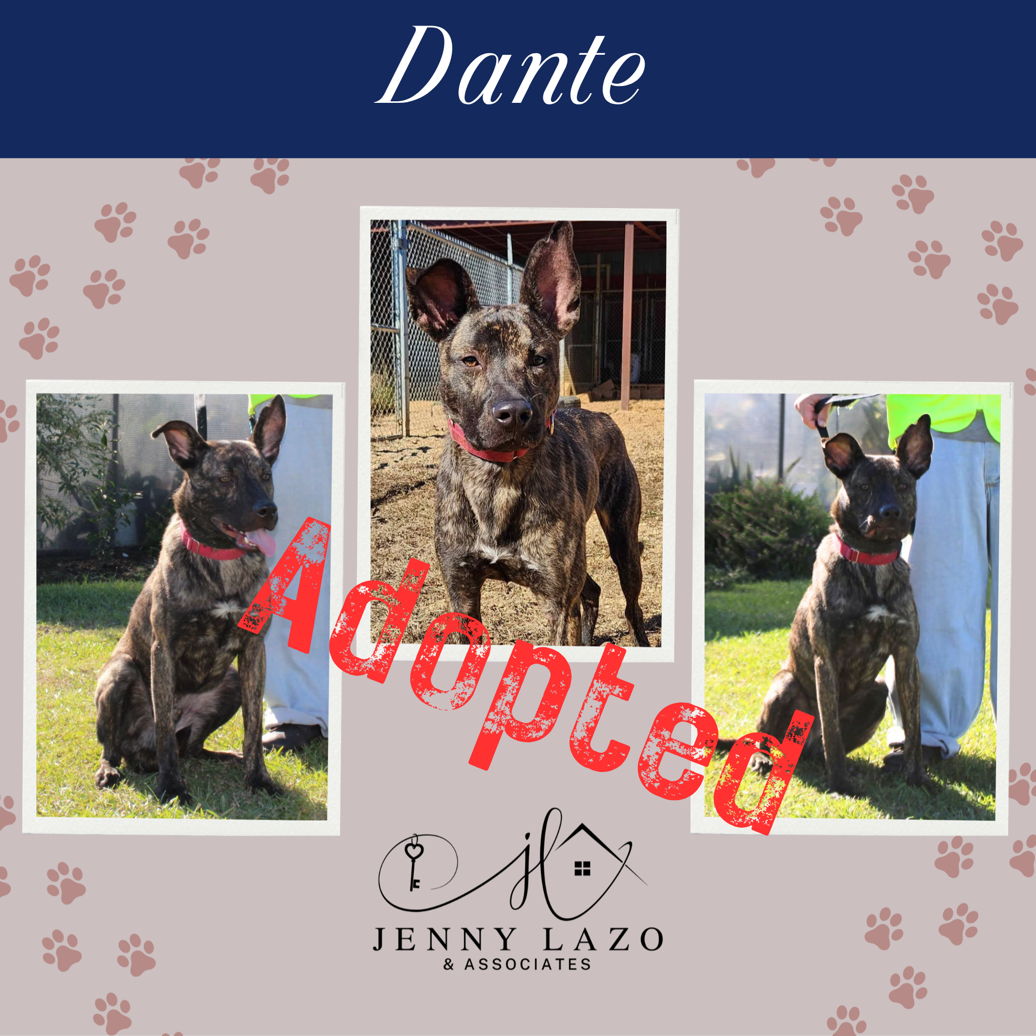 Dante, rescue sponsored for adoption by Jenny Lazo & Associates