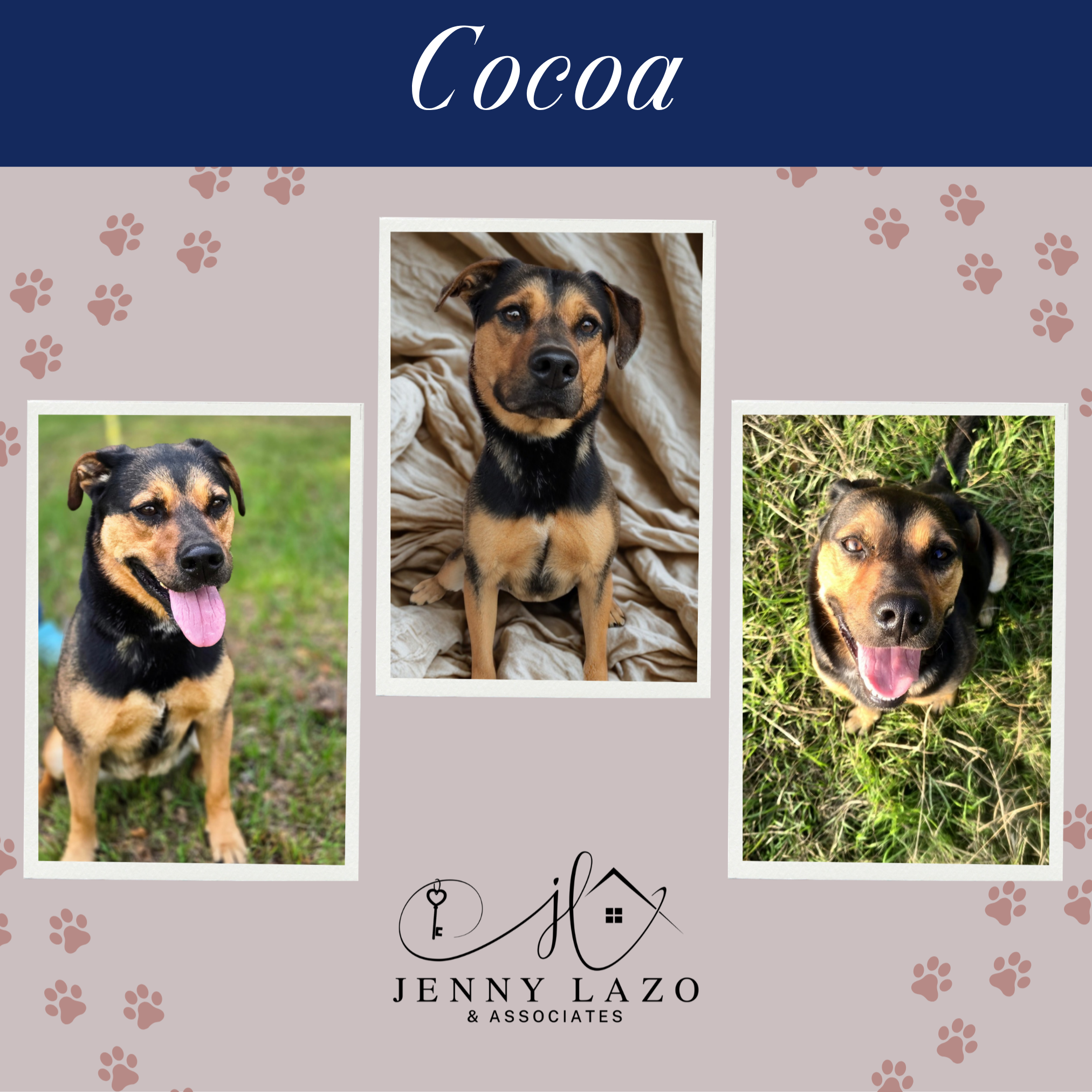 Cocoa, Rescue Sponsored for adoption at St Francis Animal Sanctuary & Rescue