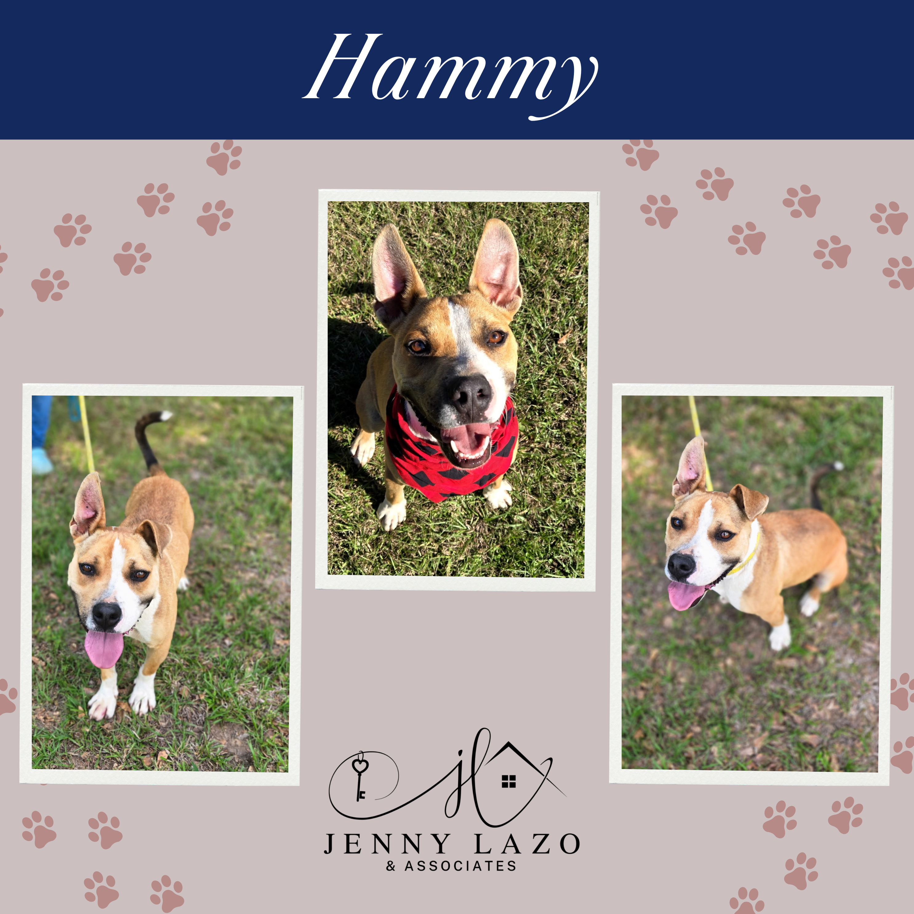 Hammy available for adoption