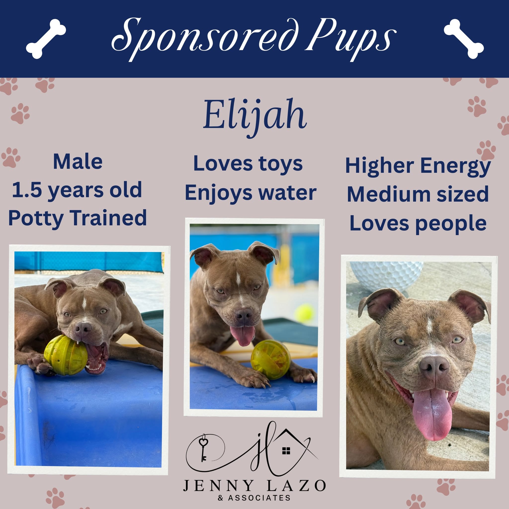 Elijah available for adoption