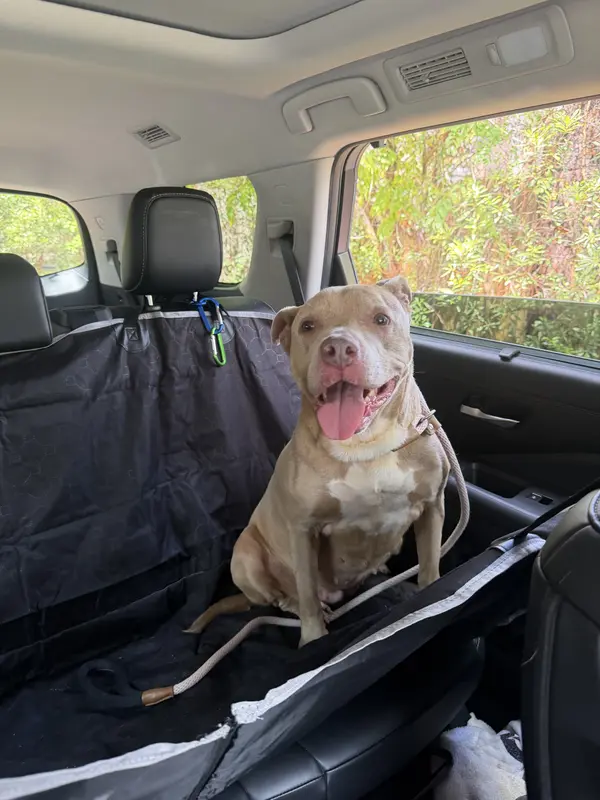 Gypsy's Big Day Out!