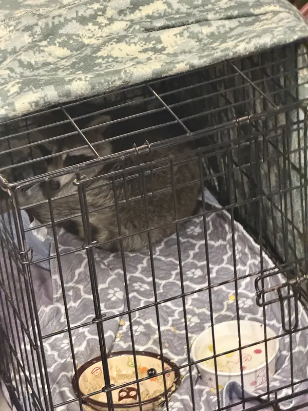 Raccoon Rescue