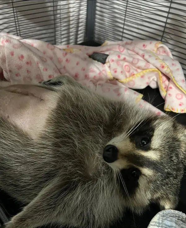 Raccoon Rescue