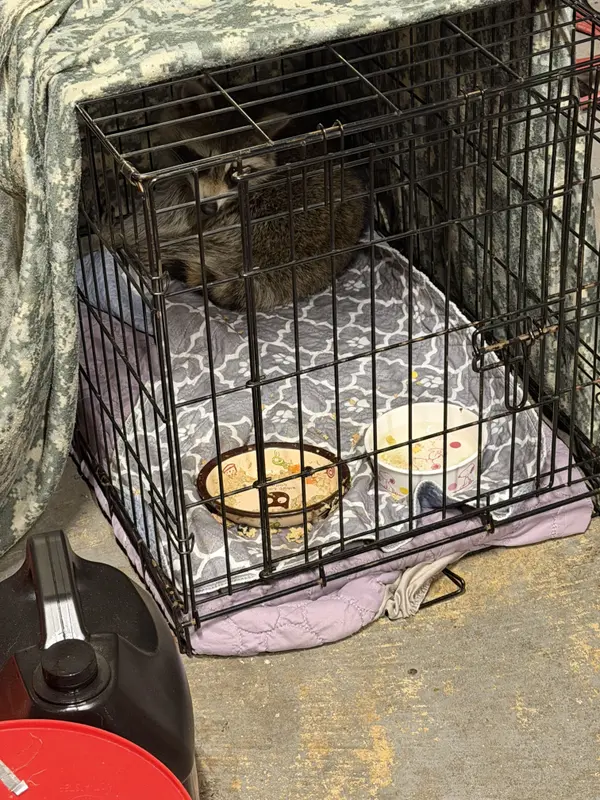 Raccoon Rescue