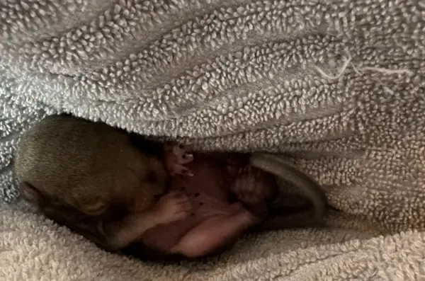 squirrel rescue