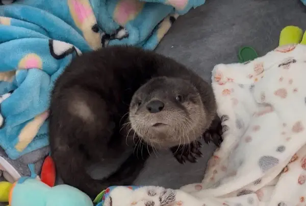 Otter rescue