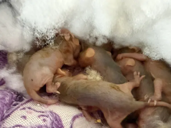 Possum rescue