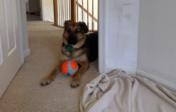 Molly reunited