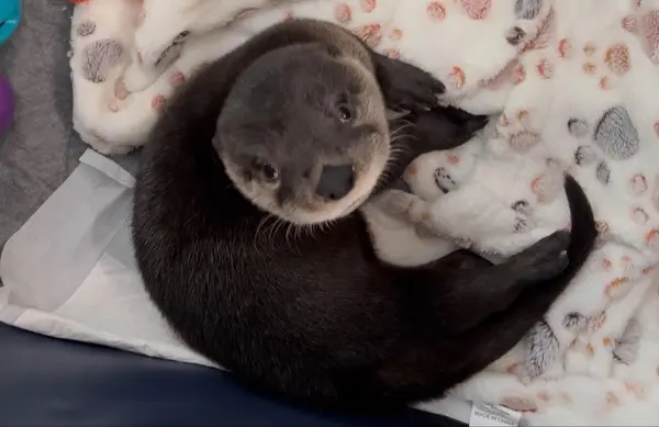 Double otter rescue