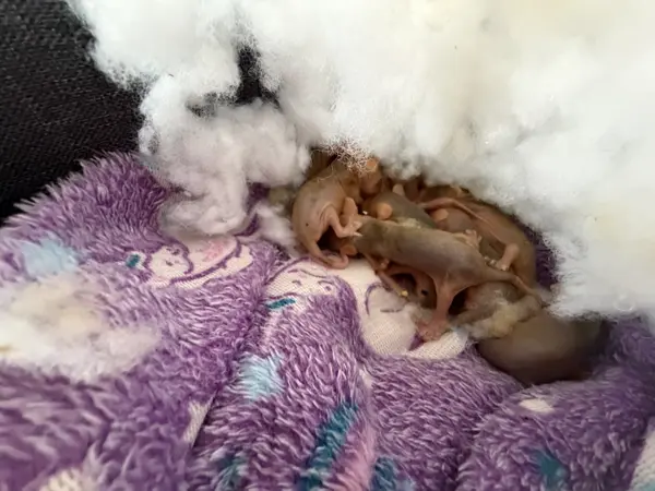 possum rescue