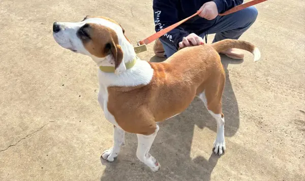 Beau rescue