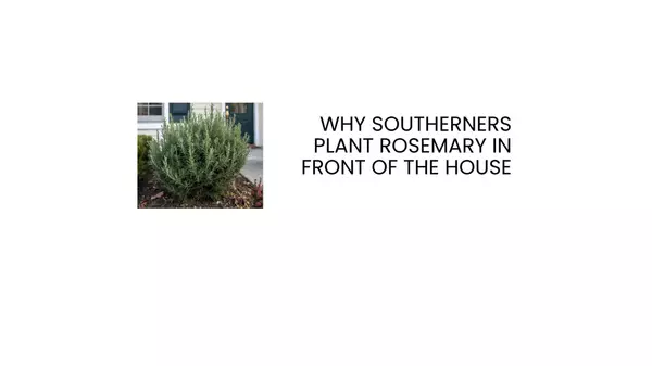 Why Southerners Plant Rosemary in Front of the House