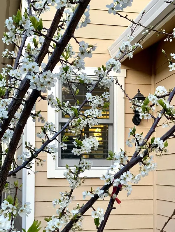 1305 Maple St, San Mateo, CA 94402-2918