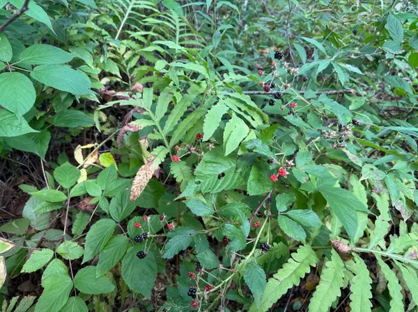 TBD State Hwy 23, Brook Park, MN 55007