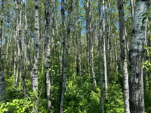 TBD Irondale RD, Superior, WI 54880