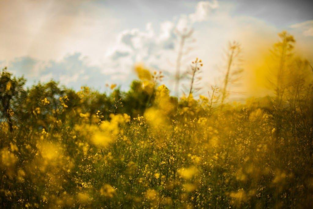Spring Getaways
