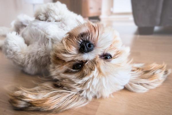 Navigate the Property Market as a Dog Owner,Eric Hatch