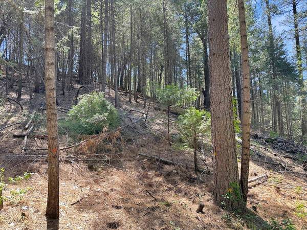 1111 Norton Grade, Colfax, CA 95713
