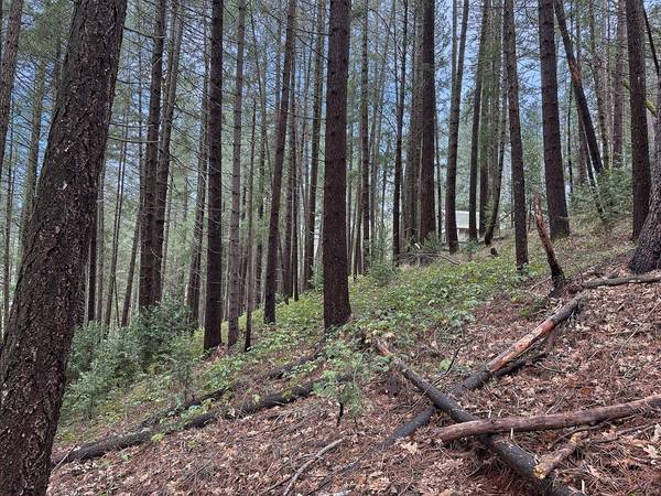 17871 Rollins View DR, Grass Valley, CA 95945