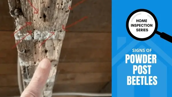 What do Powderpost Beetles do to my House?,David Campbell