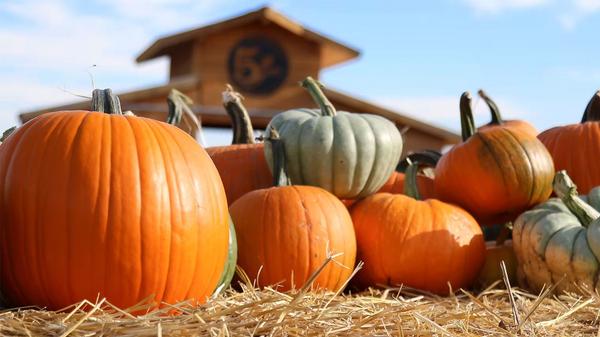 Treasure Valley Harvest Festivals & Family Farm Adventures