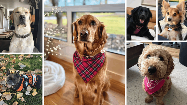The Dogs of Lysi Bishop Real Estate