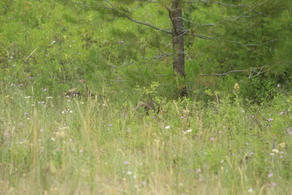 1xx Tennant Rd, Newport, WA 99156