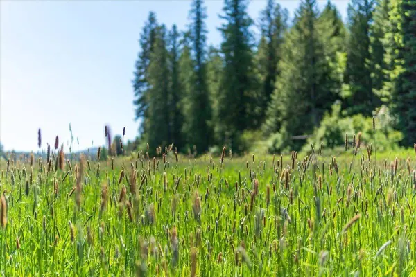 XXXX Hwy 211 #Lot 2, Newport, WA 99156