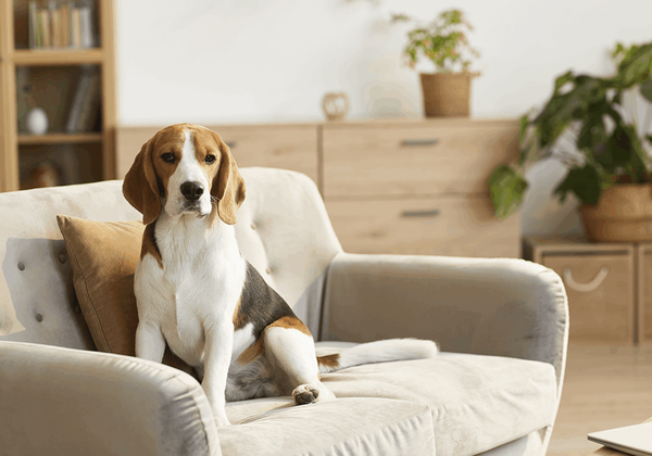 Flexibility and Pet-Friendly Living: Top Real Estate Trends Set to Dominate in 2025