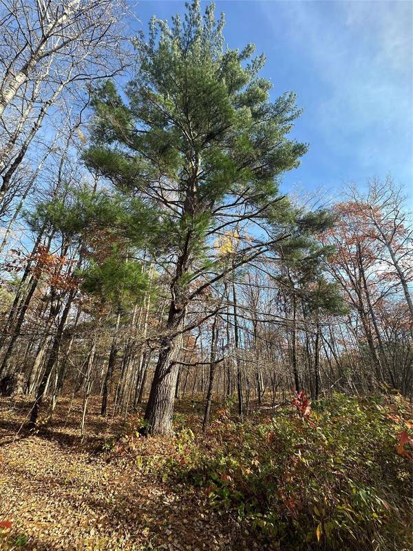 XX Shore Drive, Springbrook, WI 54875