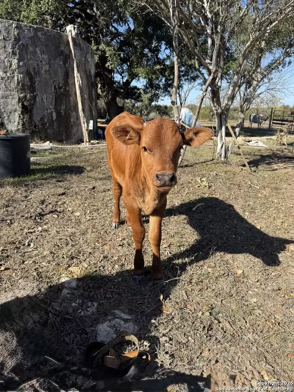 650 Windmill Ridge, Blanco, TX 78606