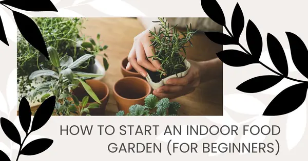 How to Start an Indoor Food Garden (for Beginners),Tony Antoniewicz