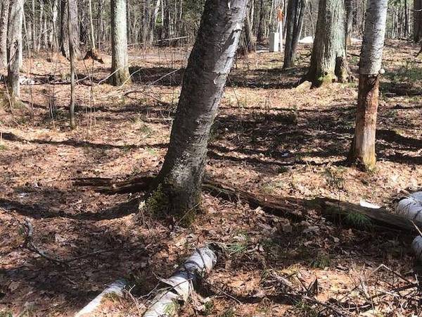 Lot on EDDIES DR, Eagle River, WI 54521