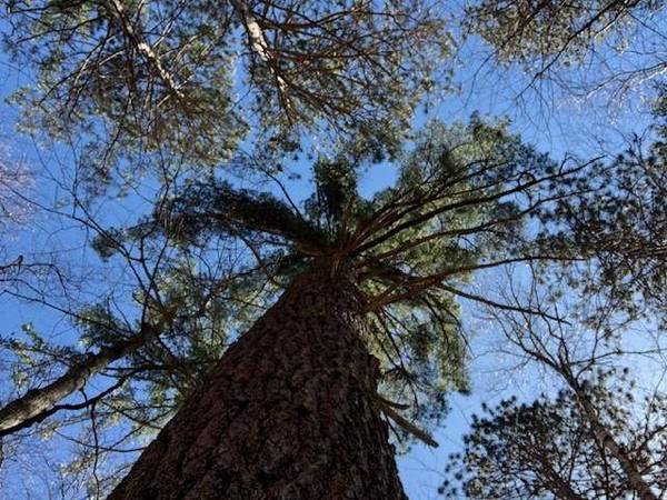 Lot on EDDIES DR, Eagle River, WI 54521