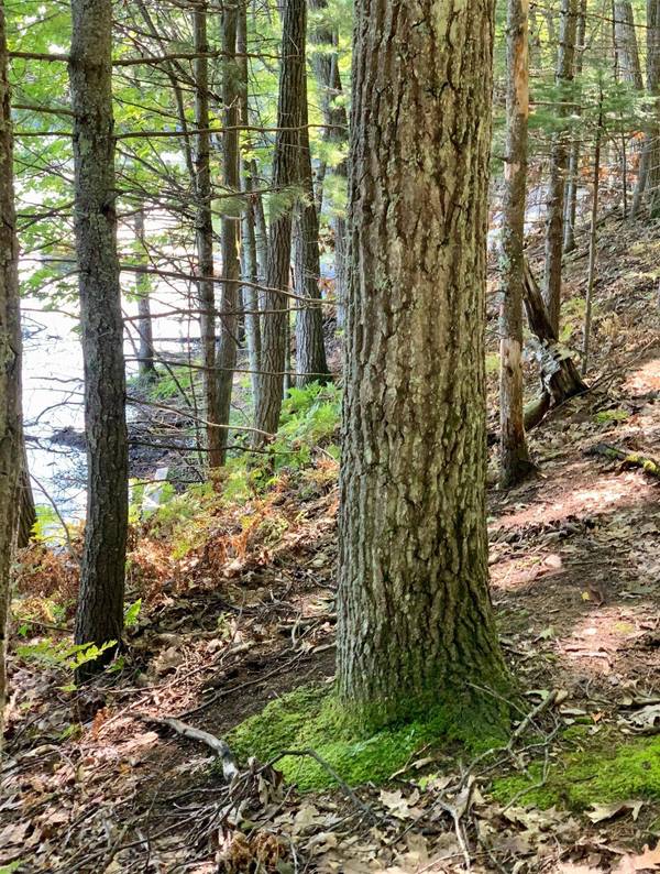 Lot On FALLEN LEAF LN, Sugar Camp, WI 54521