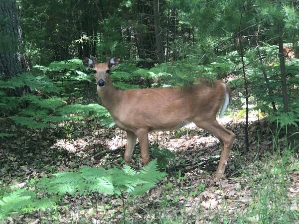 9 Acres CAMP 12 RD, Eagle River, WI 54519