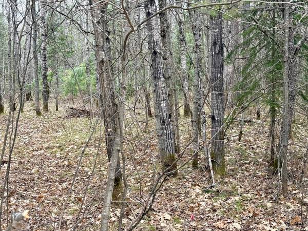 ON SNOWSHOE LN, Land O Lakes, WI 54540