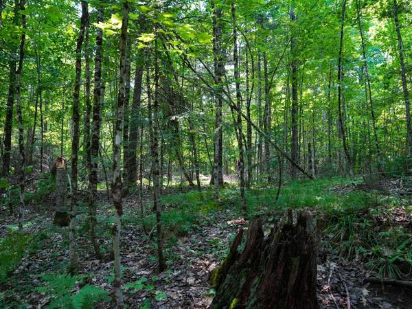 Lot 7 HUNTERS RIDGE RD, Phelps, WI 54554