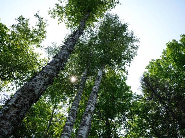 Lot 8 HUNTERS RIDGE RD, Phelps, WI 54554