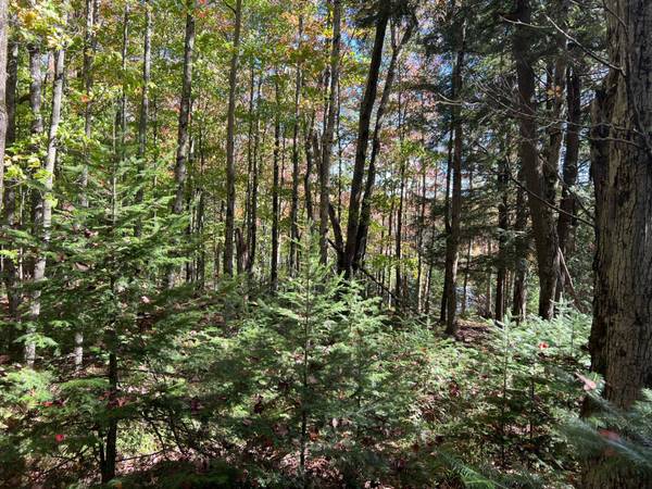 ON OTTER LN, Watersmeet, MI 49969