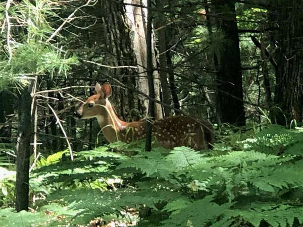 9 Acres CAMP 12 RD, Eagle River, WI 54519