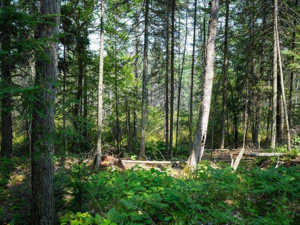 Lot 8 HUNTERS RIDGE RD, Phelps, WI 54554