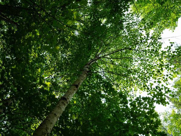 Lot 6 HWY 17, Phelps, WI 54554