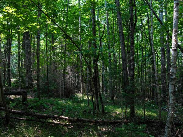 Lot 6 HWY 17, Phelps, WI 54554