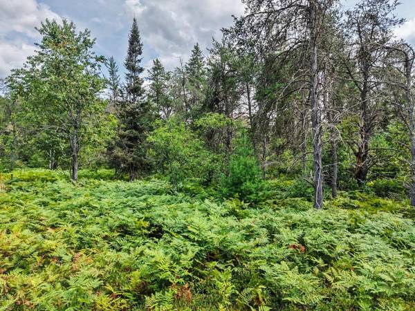ON RIVER RD #25-Acres, Eagle River, WI 54521
