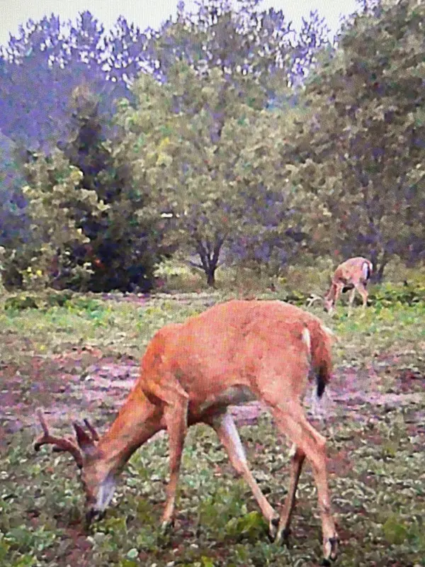 2554 Lee Derrer Road, Mancelona, MI 49659