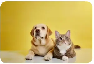 feature image of Pet-Friendly Homes: Creating a Space Both You and Your Pets Will Love