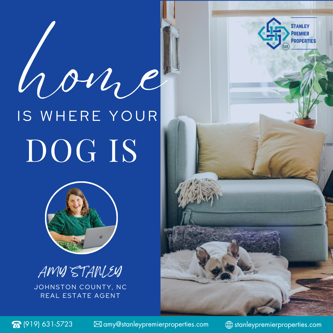 Happy dog relaxing in a sunny pet-friendly home with a cozy living space and backyard