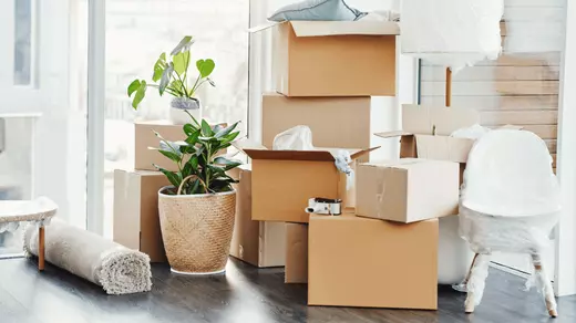 Houseplants and cardboard moving boxes in a sunlit room with hardwood floors—moving day essentials for a new home in Arizona, featured by Homes With Monika.